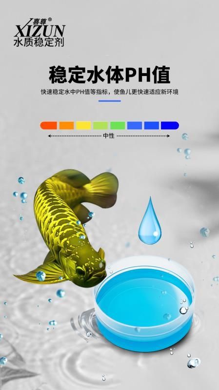 免困水穩(wěn)定PH值 大白鯊魚苗 第4張