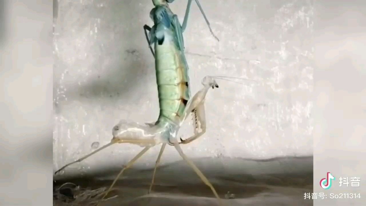 海西蒙古族藏族自治州水族館蛻殼