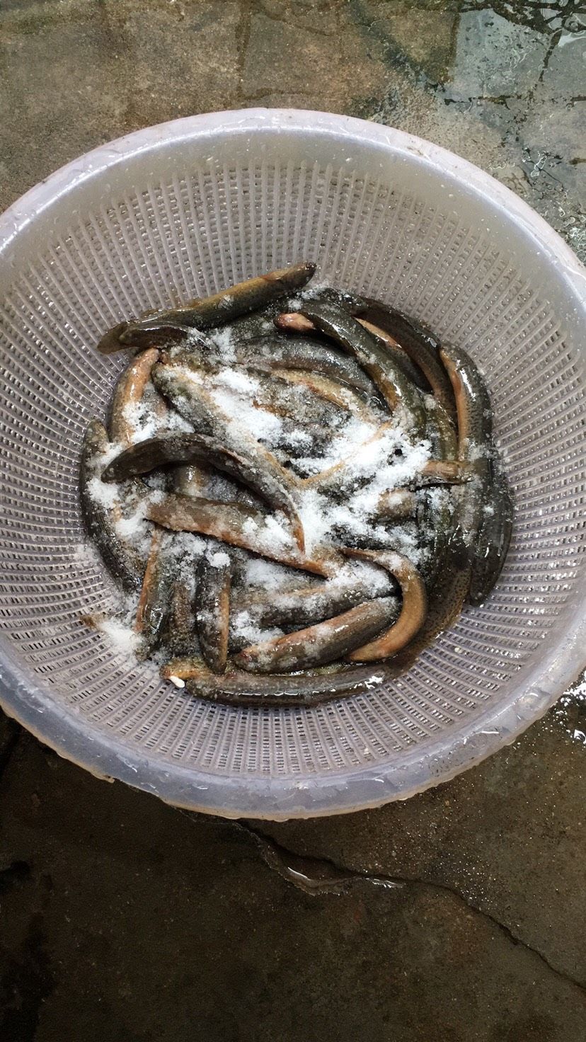 日常:魚(yú)食 祥龍赫舞紅龍魚(yú) 第3張