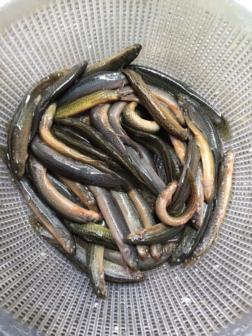 日常:魚(yú)食 祥龍赫舞紅龍魚(yú) 第4張