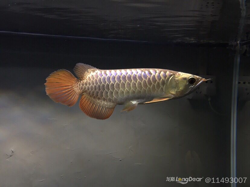 日常:魚(yú)食 祥龍赫舞紅龍魚(yú) 第7張