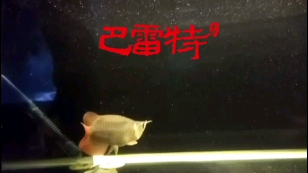 小可愛喜歡的來 三色錦鯉魚 第2張