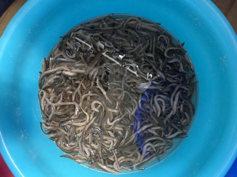 隴南觀賞魚市場(chǎng)又到了備魚食的時(shí)候了