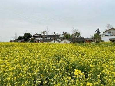 金龍魚村（金龍魚村旅游攻略[需手動填充]金龍魚村旅游攻略金龍魚村旅游攻略） 龍魚百科 第3張