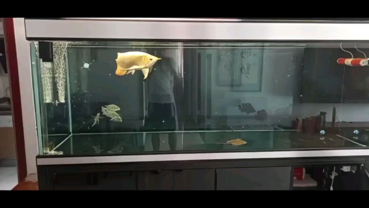 延邊朝鮮族自治州水族館換個(gè)黑背景 粗線銀版魚苗 第2張