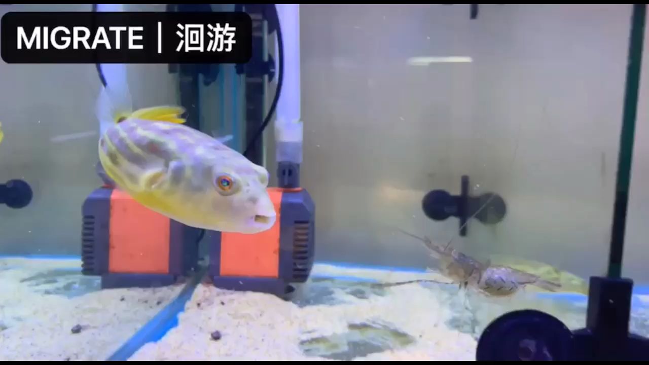 阿拉伯魨 銀古魚苗 第2張