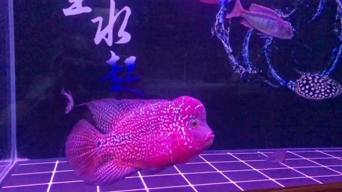 大花27了 紅白錦鯉魚 第2張