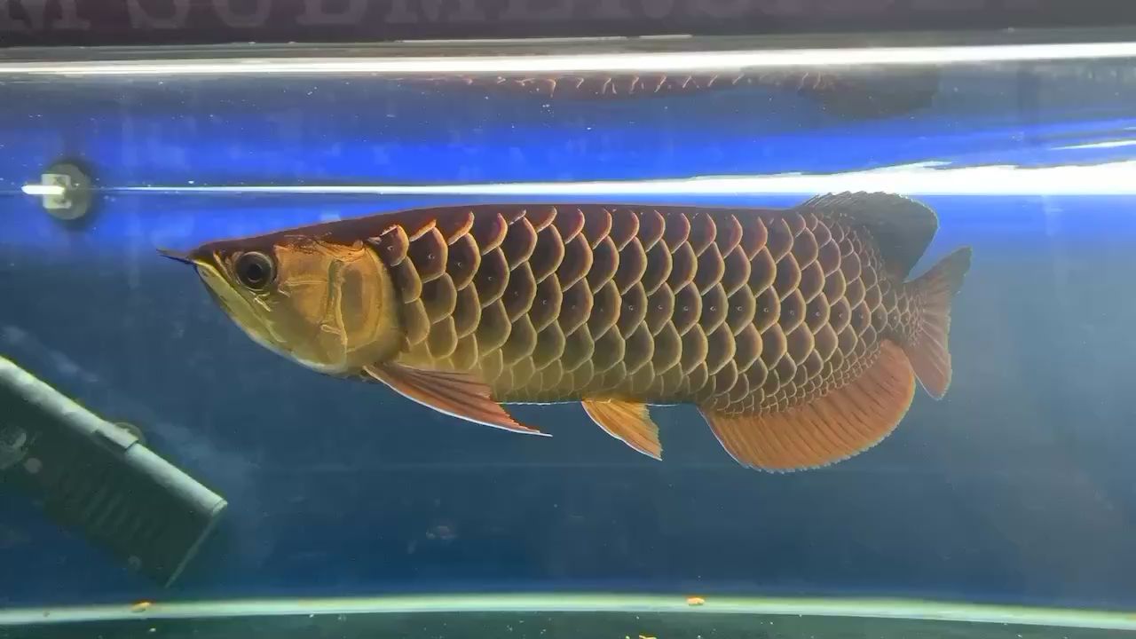 湘潭水族館好久沒發(fā)了古典之美