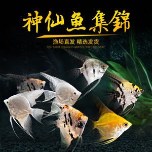 腸炎小魚六天康復(fù)過程