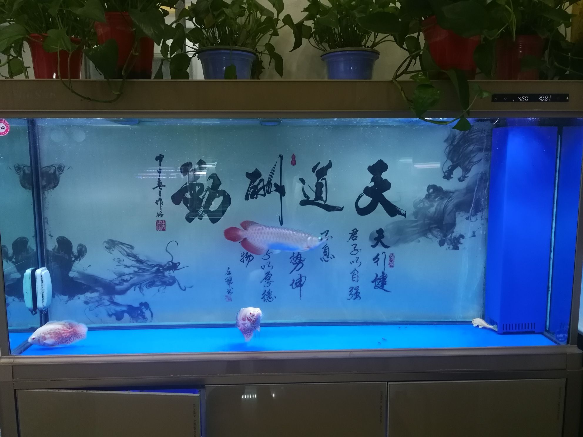 雙鴨山水族館看著還不賴 元寶鯽 第5張