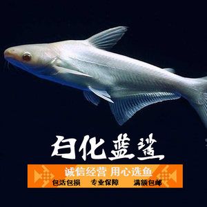 這條魚快要結束生命了嗎