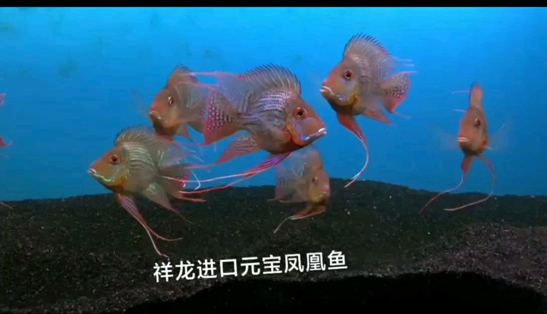 承德觀賞魚市場進口元寶鳳凰魚欣賞 元寶鳳凰魚百科