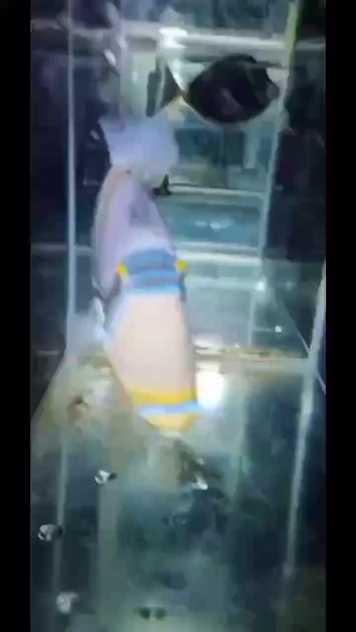 喀什水族館叉斑挫鱗鲀 帝王血鉆魚 第2張