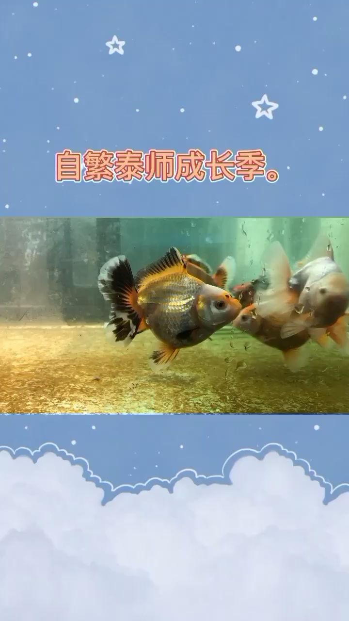 自繁泰獅成長打卡 帝王血鉆魚 第2張