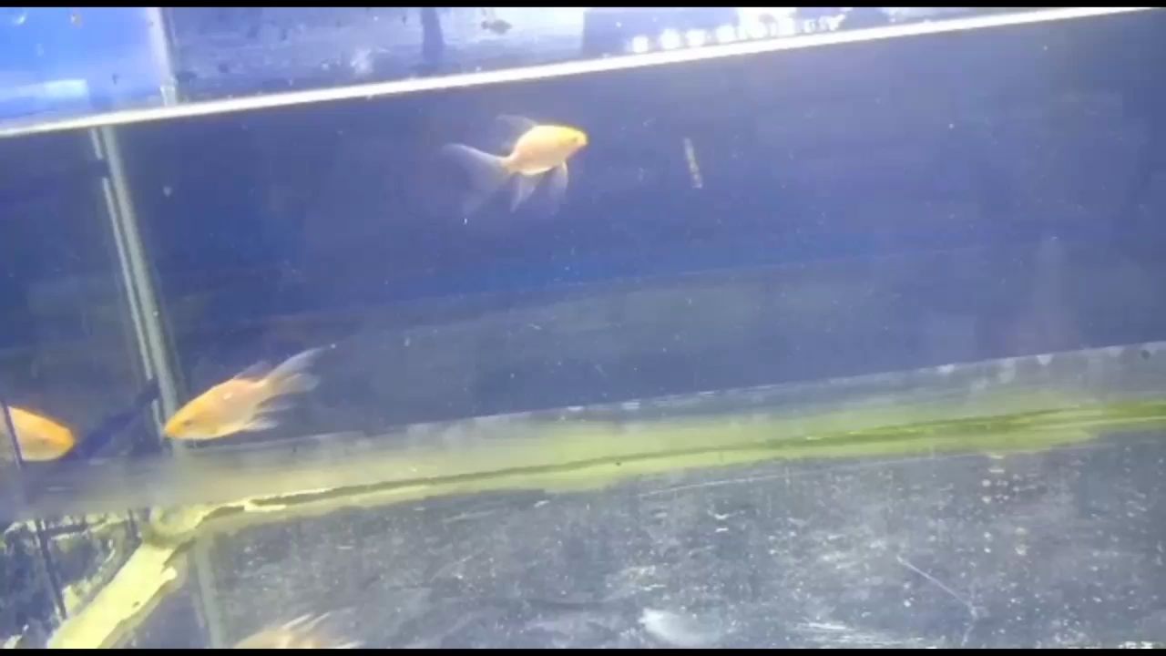 漢中水族館小紅 黃金眼鏡蛇雷龍魚 第3張