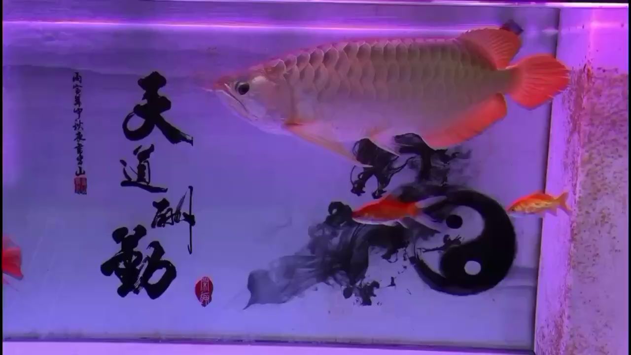 每月20號(hào)打卡兩年6個(gè)月 黃金眼鏡蛇雷龍魚 第3張