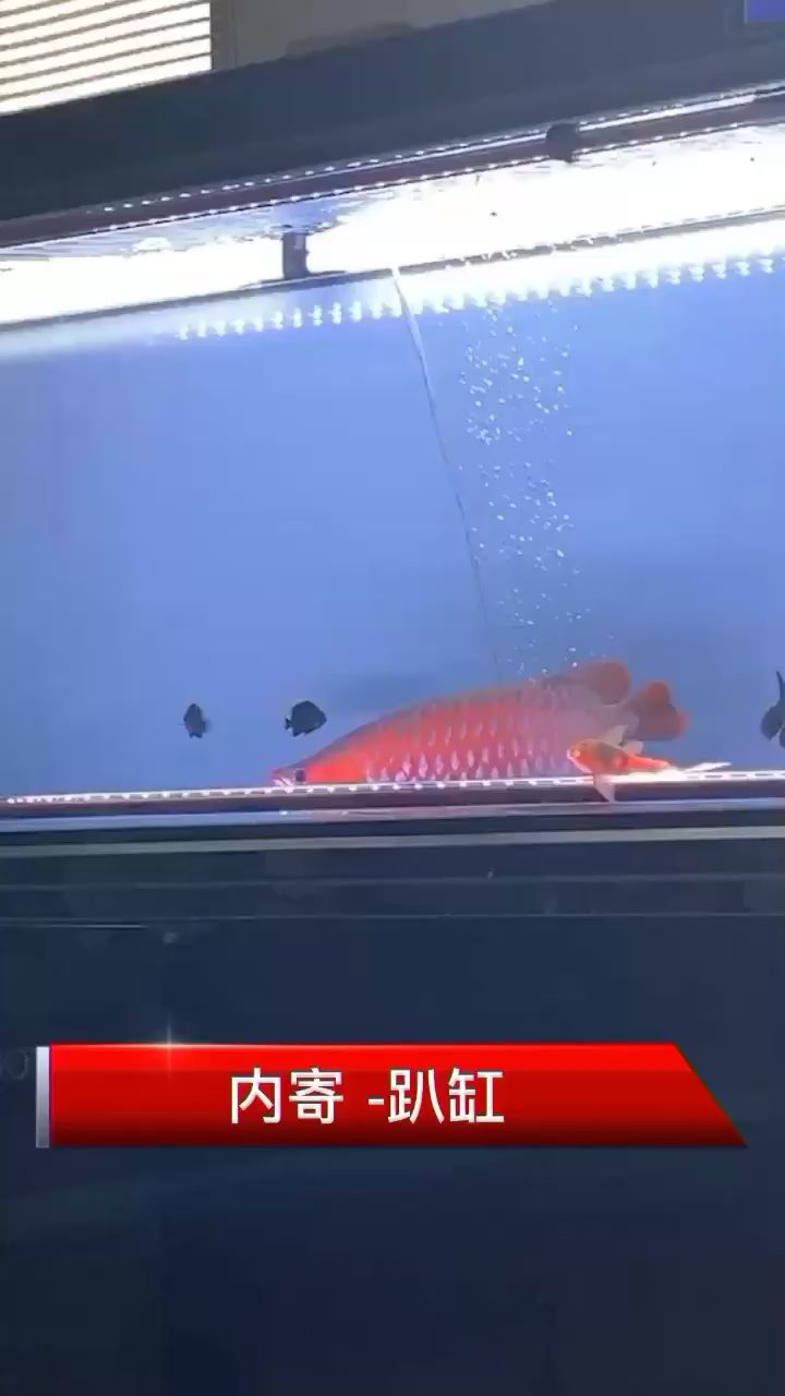 趴缸內(nèi)寄趴缸拒食 帝王迷宮魚 第2張