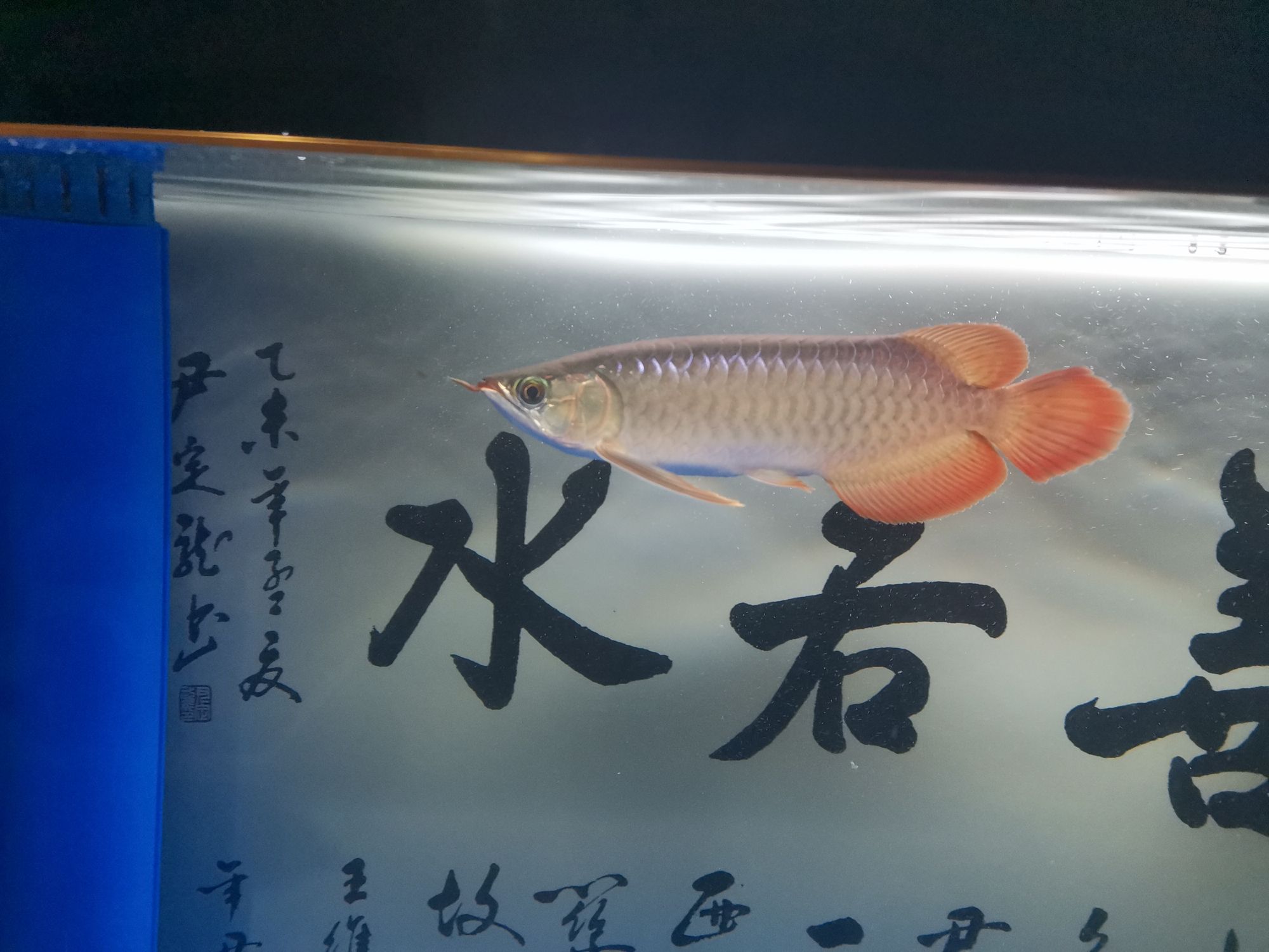 萍鄉(xiāng)觀賞魚市場小龍龍