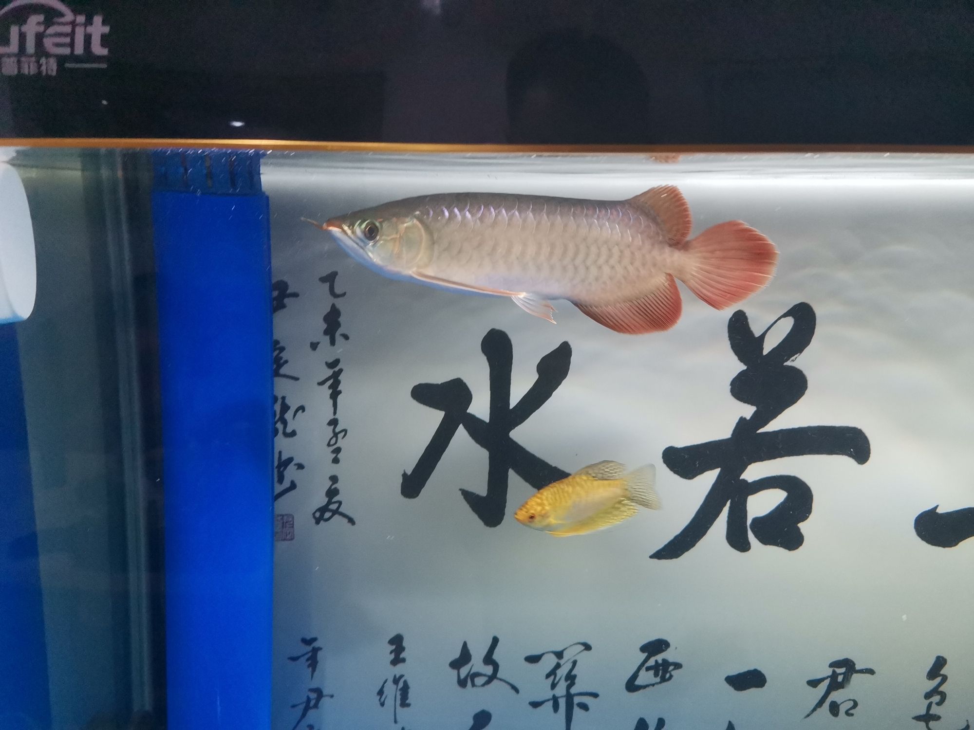 萍鄉(xiāng)觀賞魚市場小龍龍 觀賞魚市場（混養(yǎng)魚） 第4張