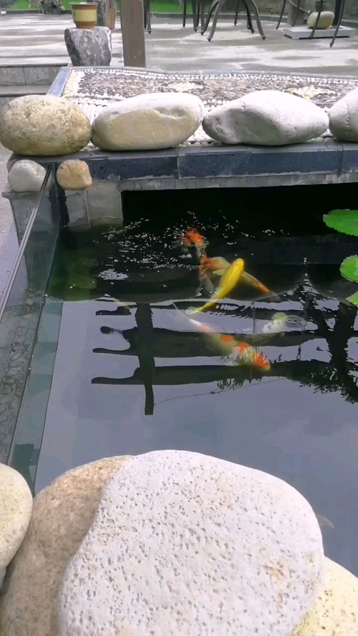 大理白族自治州水族館欣賞一下我的錦鯉還有小錦鯉 雙線側(cè)魚(yú) 第2張