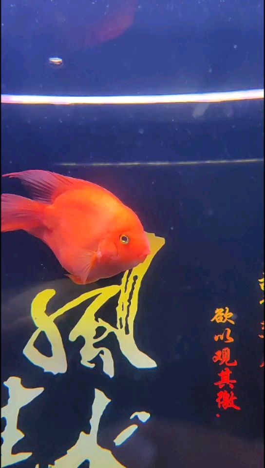 大家?guī)兔匆幌逻@是什么品種的鸚鵡魚 鸚鵡魚 第2張