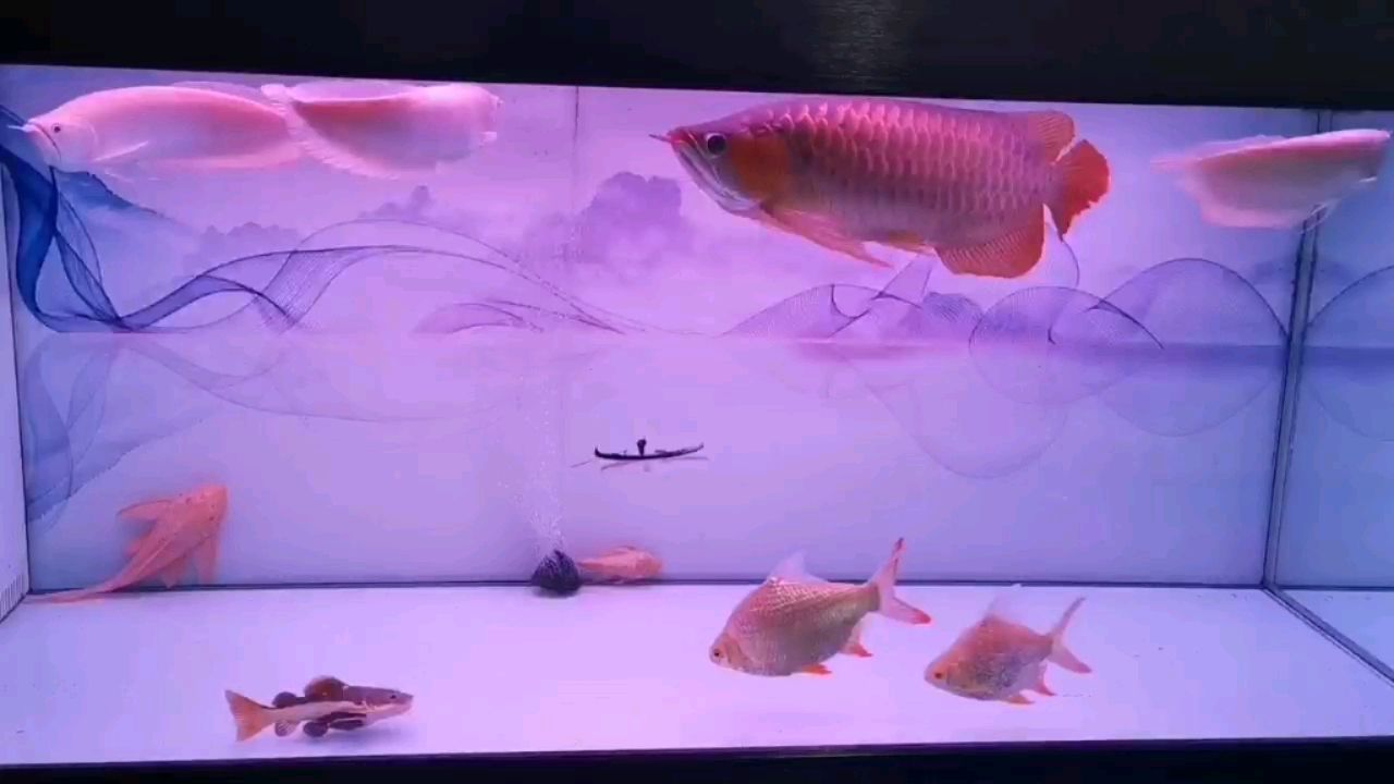 海西蒙古族藏族自治州水族館龍魚最漂亮 非洲象鼻魚 第2張