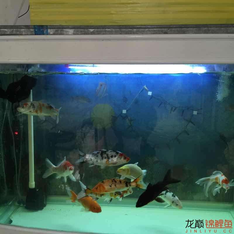 昨晚驚嚇不小啊 海象魚 第7張