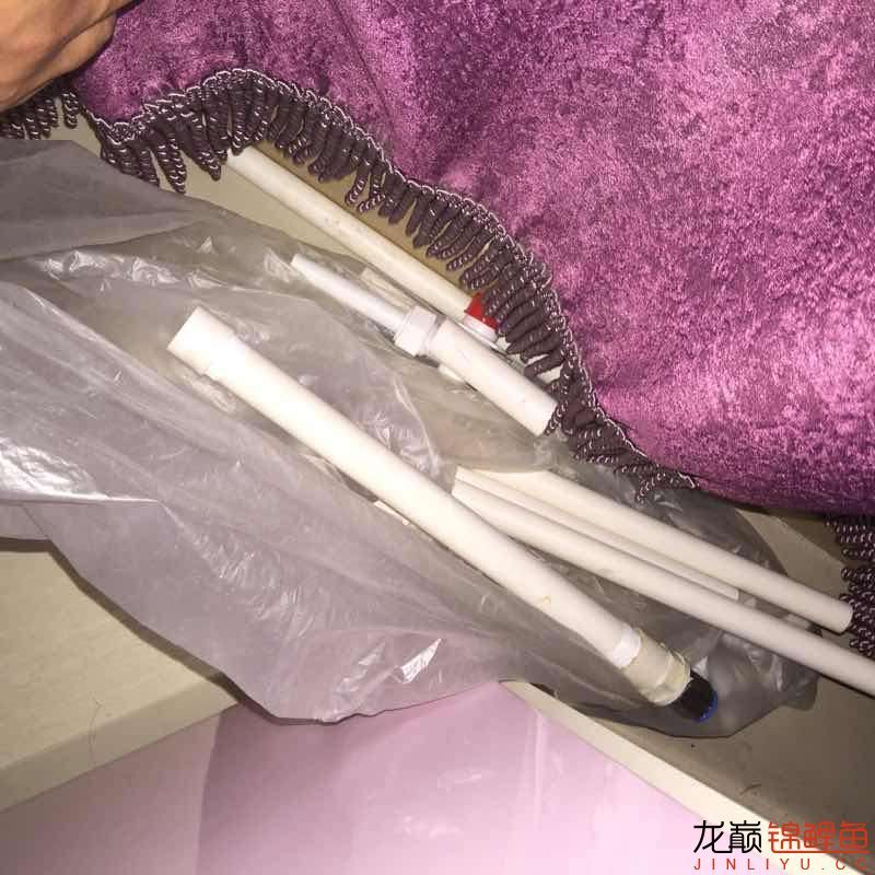 昨晚驚嚇不小啊 海象魚 第5張