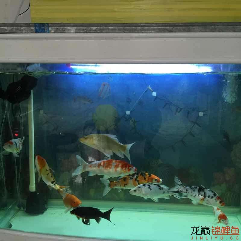 昨晚驚嚇不小啊 海象魚 第8張