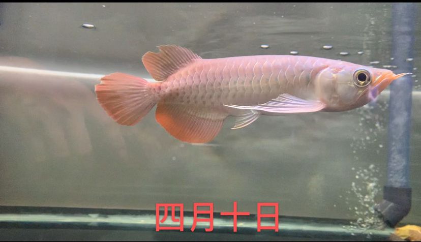 三個(gè)月的脫變 青龍魚 第2張