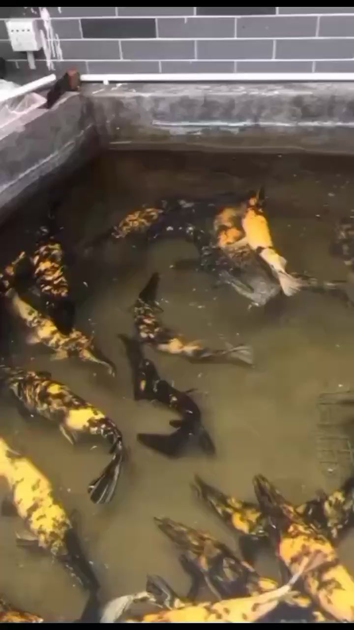 阿克蘇水族館皇家大火箭 青龍魚 第2張