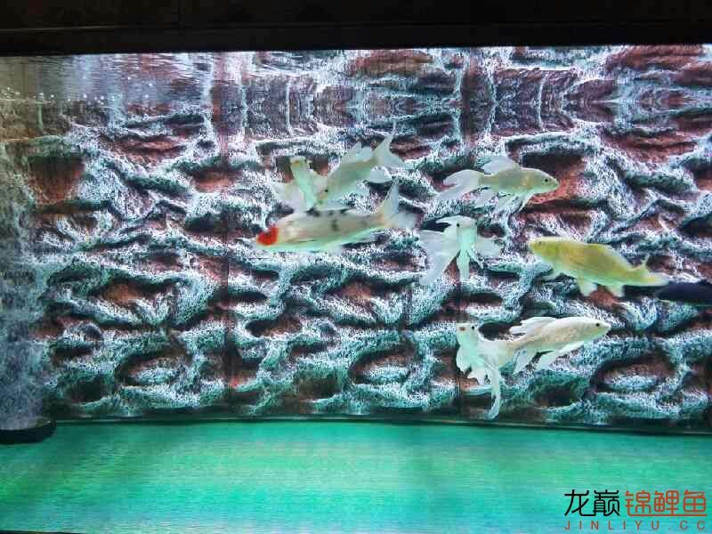 裸缸太單調(diào)加些什么好？ 觀賞魚(yú)百科 第6張