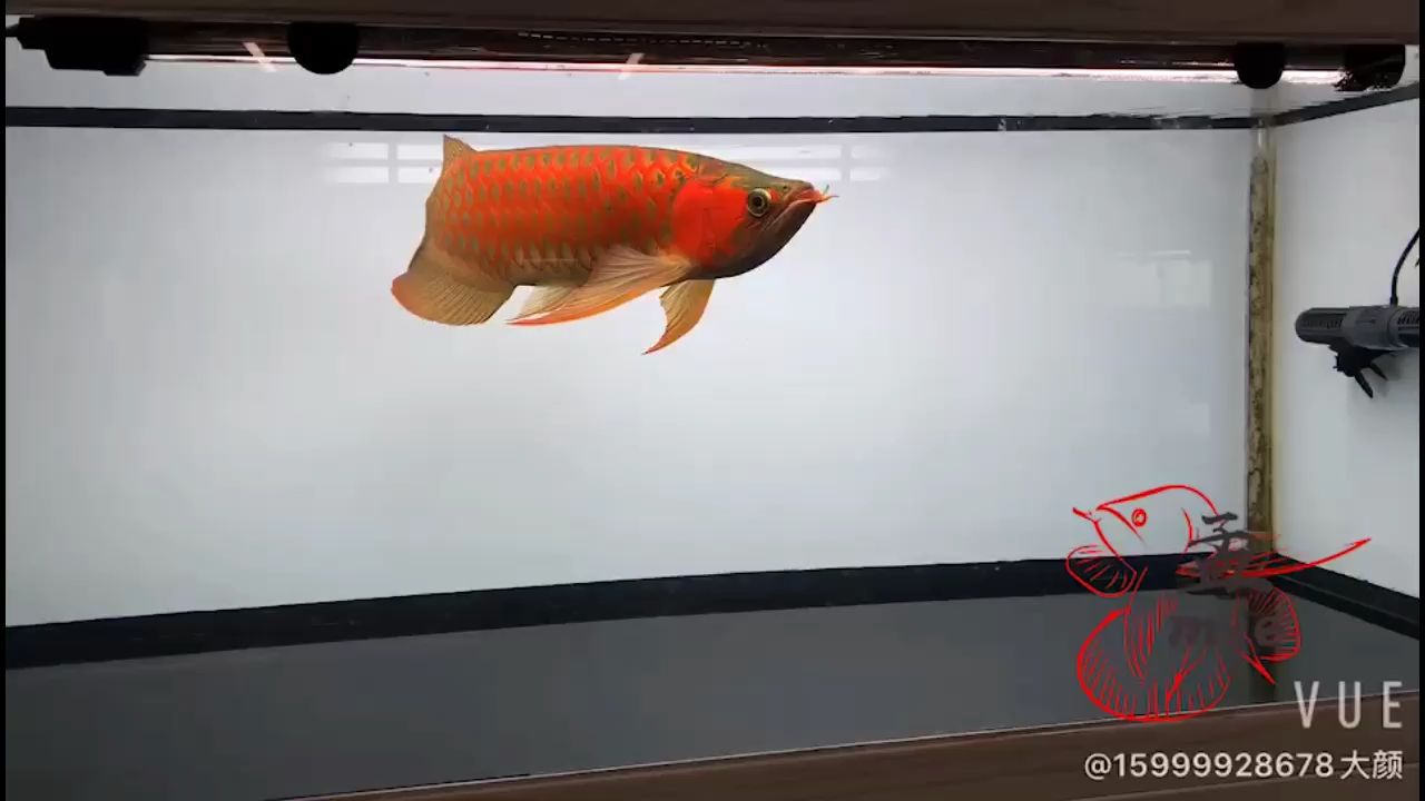 鹽城水族館孟吉爾～萬(wàn)吉已定居西雙版納