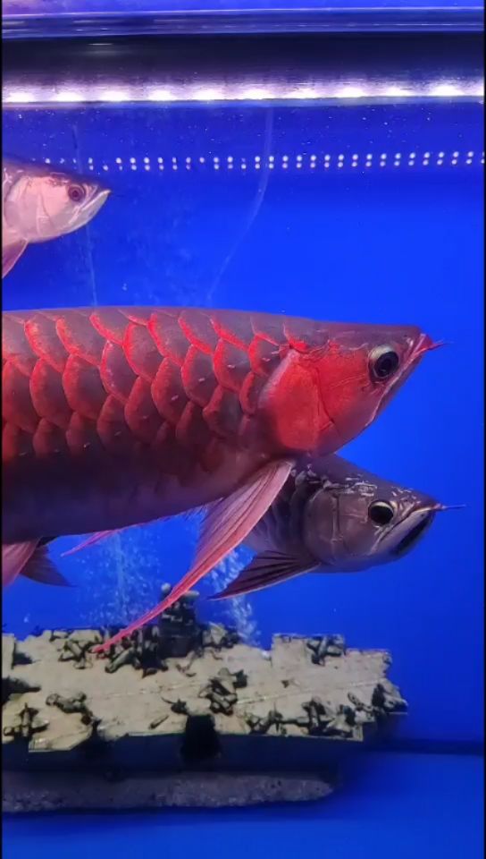 撫順水族館27 水溫計 第2張