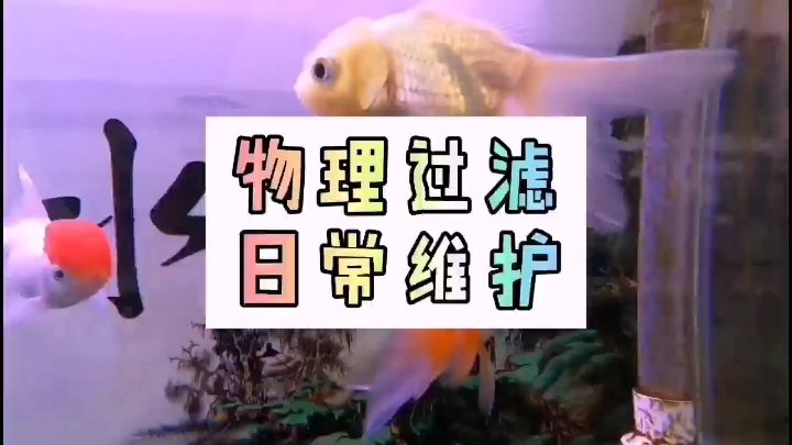 大興安嶺觀賞魚市場(chǎng)魚缸物理過濾的日常維護(hù)