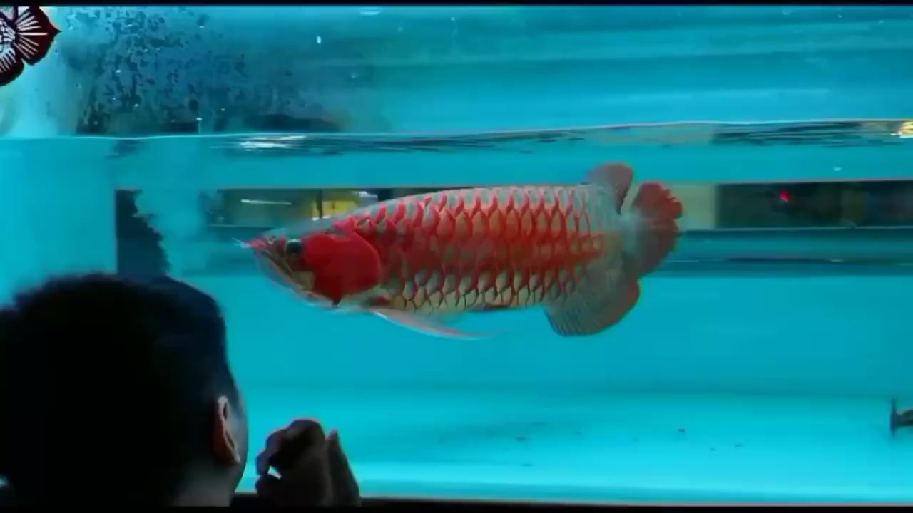 那曲水族館閑著沒事溜溜魚