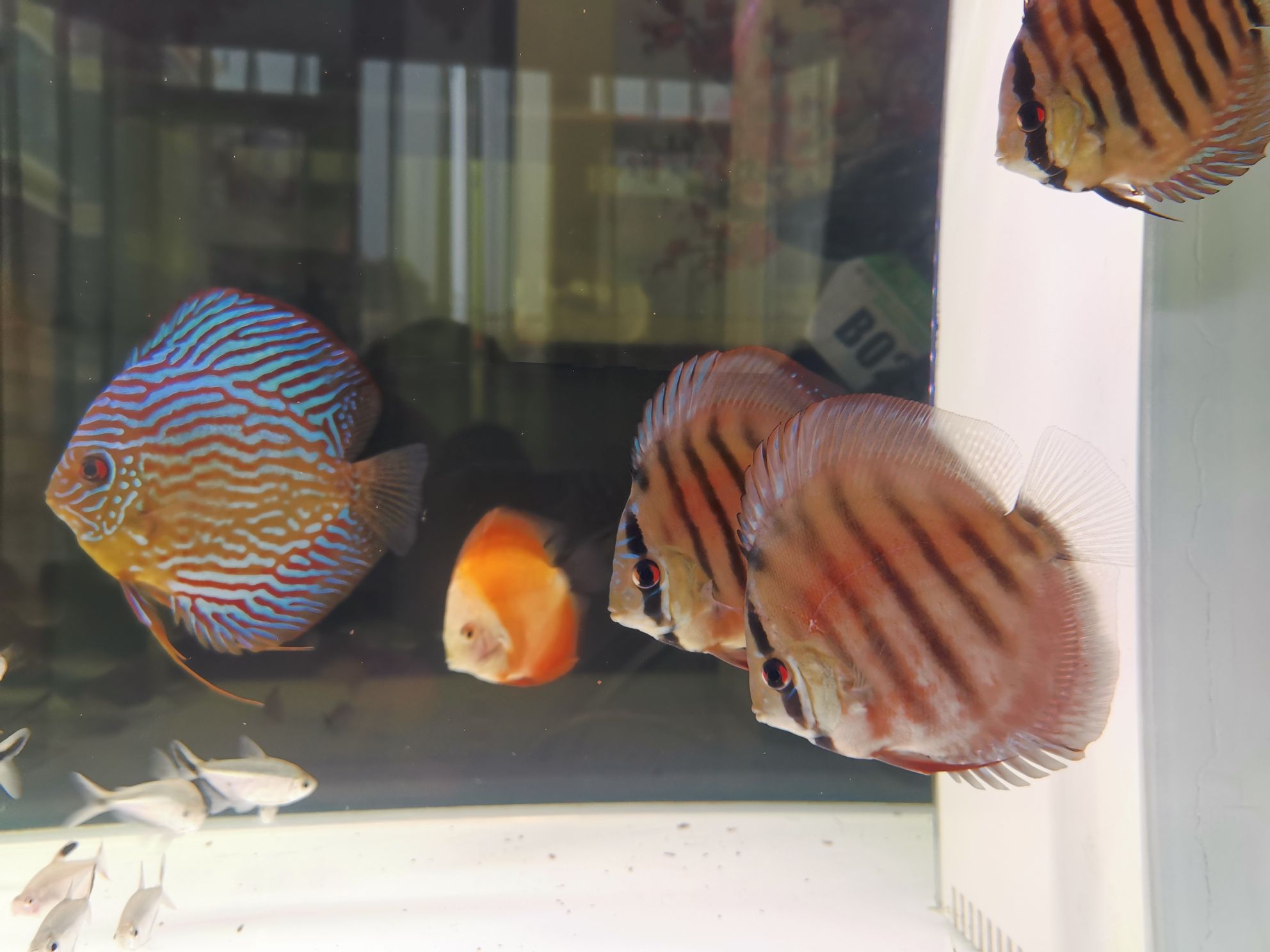 巢湖水族館打卡曬魚 龍魚芯片掃碼器 第3張