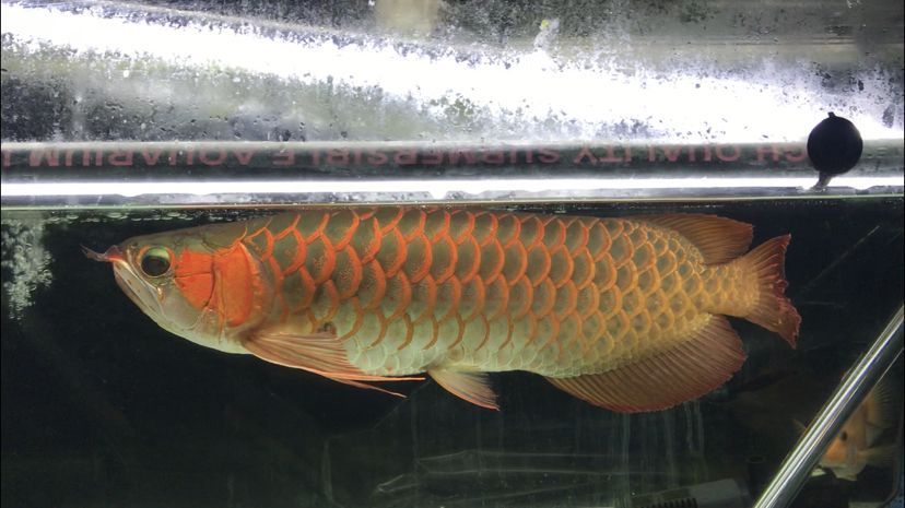 商洛水族館這幾天水溫不高顏色還不錯(cuò)