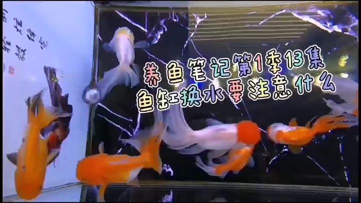 魚缸換水要注意什么