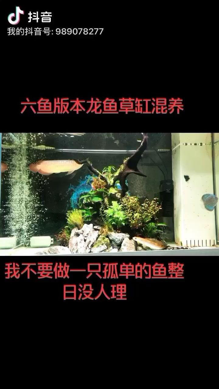 銅陵水族館和諧的混養(yǎng)龍魚(yú)草缸