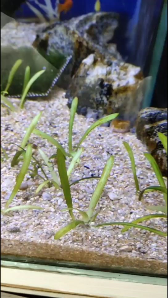 沈陽水族館關(guān)于水草褐藻和生長緩慢的問題 水草 第2張