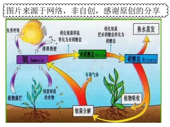 硝化系統(tǒng)及水的養(yǎng)護(hù) 黑水素 第2張