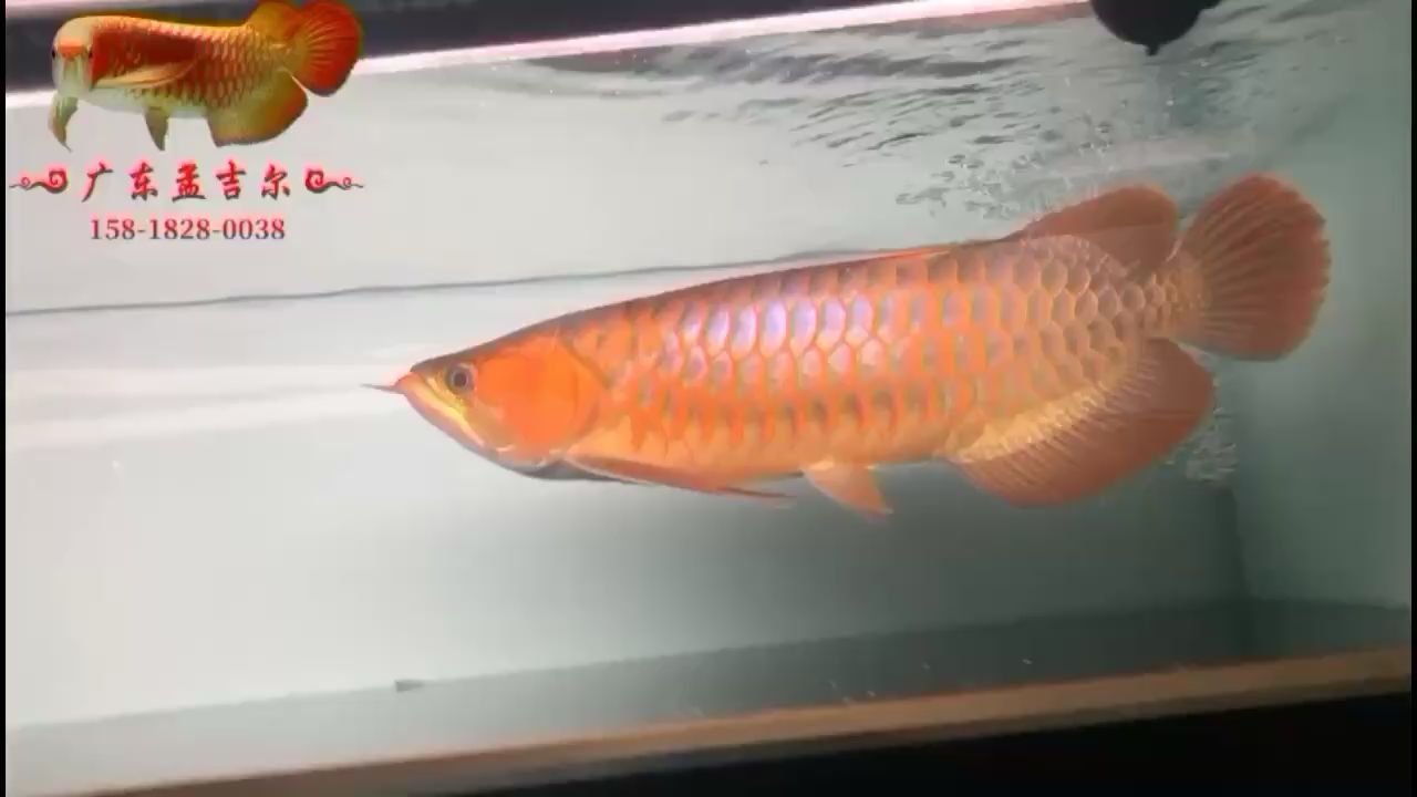 南平水族館好友飼養(yǎng)的孟吉爾紅外線F1不用紅燈輔助