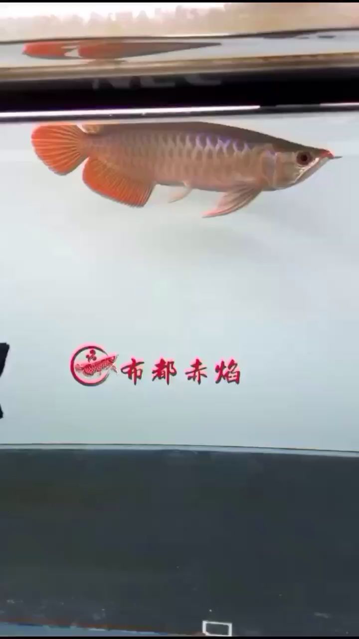 廊坊水族館布都赤焰 黑白雙星魚(yú) 第2張