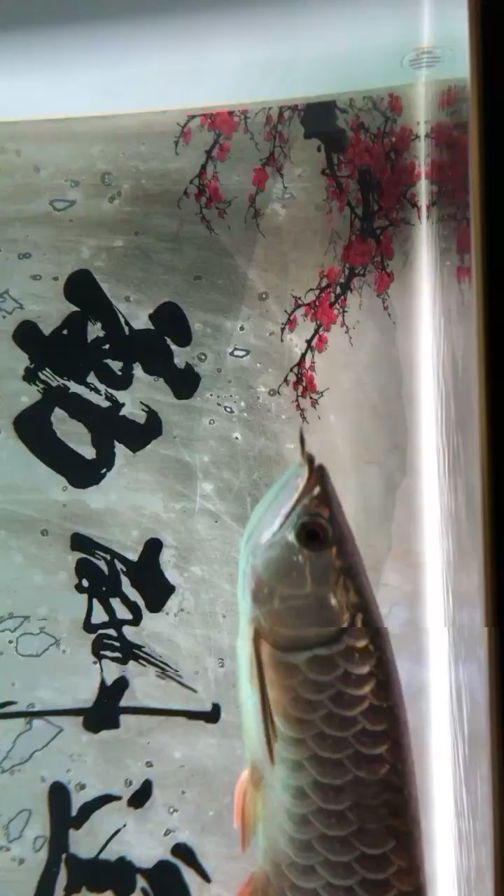 漯河觀賞魚市場到家2個月 觀賞魚市場（混養(yǎng)魚） 第2張