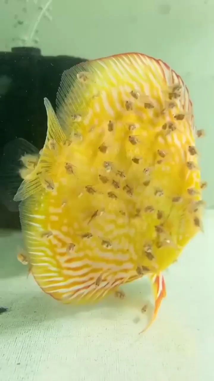 西安水族館母愛