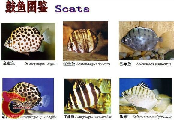 馬達(dá)加斯加虎魚非洲金鼓魚 非洲金鼓魚 第9張