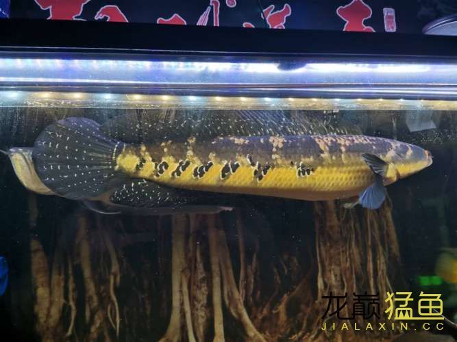 普洱水族館猛魚多大之后適合加入混養(yǎng)？