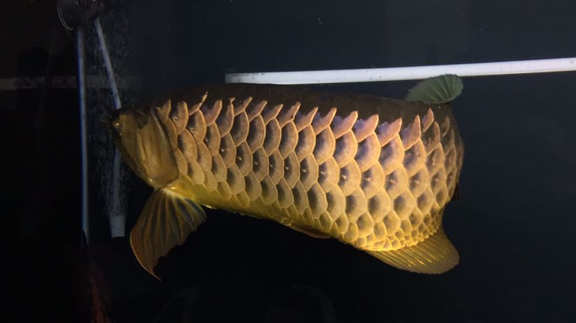 呼和浩特水族館同一條魚不同角度不同效果