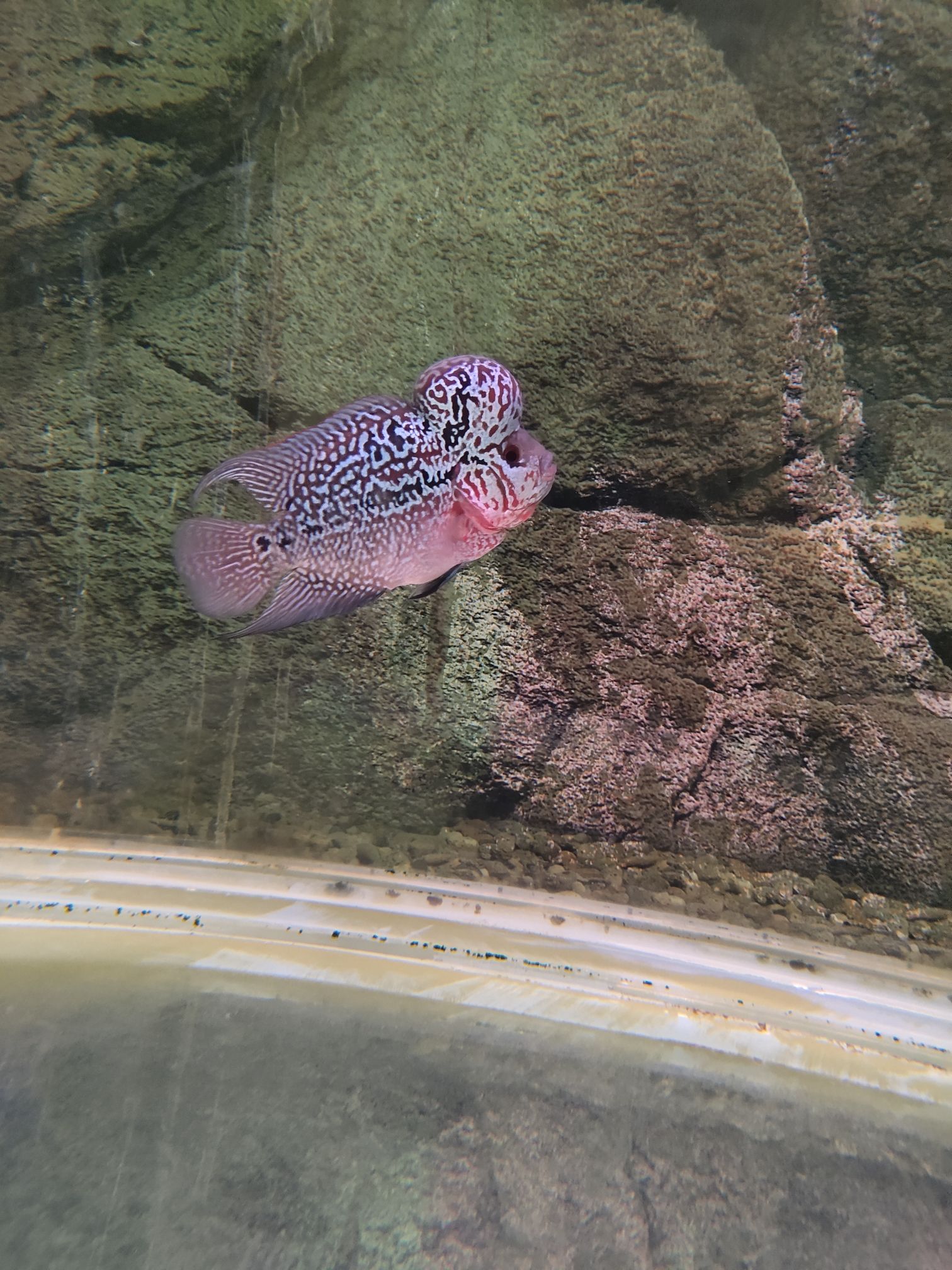 地中海會長紋路嗎？ 麥肯斯銀版魚 第4張